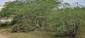 Prosopis Juliflora = ወያኔ