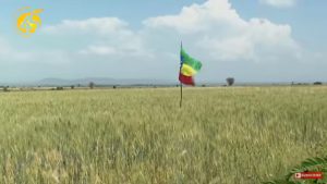 “የኢትዮጵያ ችግር የዕርዳታ ስንዴ ነው”