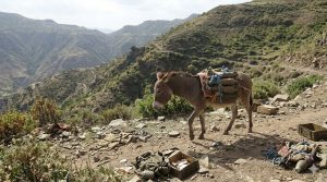 የትህነግ፣ የሻዕቢያ፣ የአገው ሸንጎ እና የፋኖ ጥምረት በሰቆጣና አብዓላ ግንባሮች ተደመሰሰ